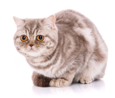 İskoç Fold kedi beyaza yakın çekim