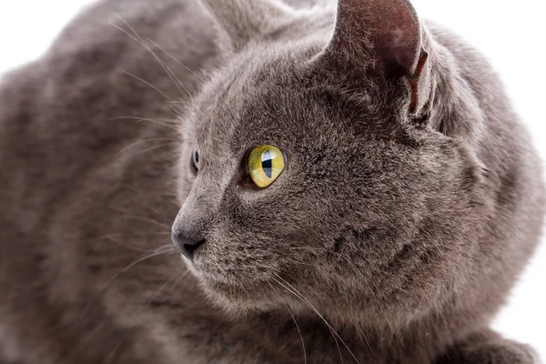 Gato Retrato sin raza. Un simple gato gris — Foto de Stock