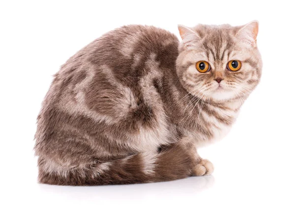 Muotokuva Scottish Fold Kitten istuu valkoinen — kuvapankkivalokuva