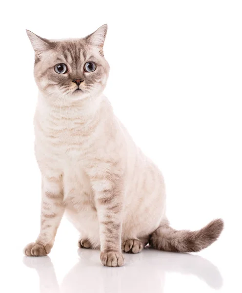 Britisch gerade zweifarbige Streifen Katze auf weiss — Stockfoto