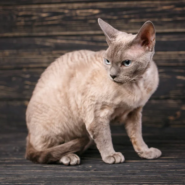 Fajtiszta macska. Kiállítás a macskák koncepció. Gyönyörű a Devon rex macska — Stock Fotó