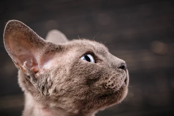 Devon rex kot szczegół portret. Wystawa kotów koncepcji. — Zdjęcie stockowe