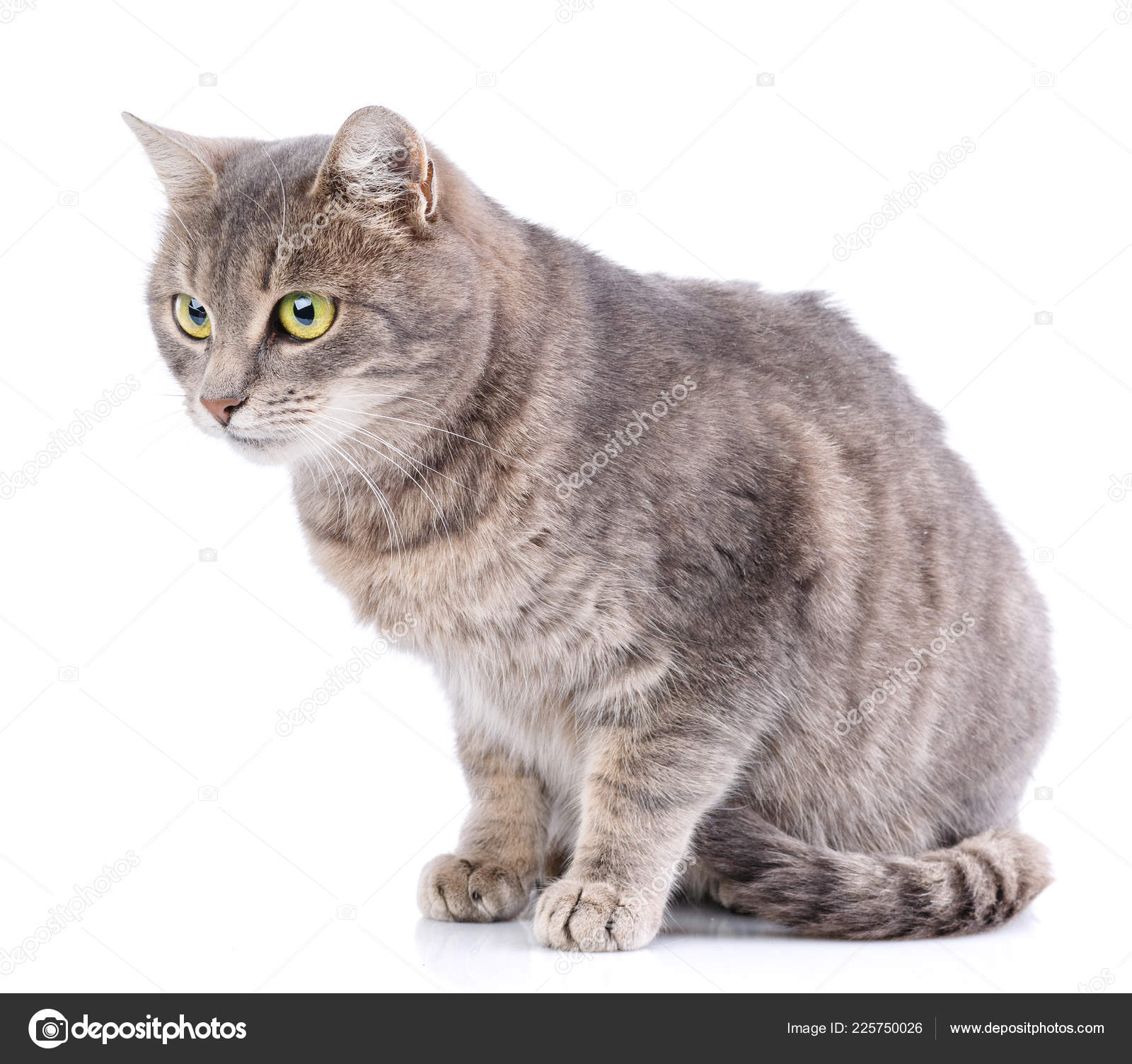 猫没有品种。一只简单的灰猫——图库图片© serkucher #225750026, image size:1600x1504