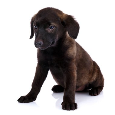 Bir şirin karışık doğurmak köpek köpek yavrusu portresi