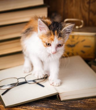 Kitten kitabına göre gider. Ahşap arka plan üzerinde oynak kedicik