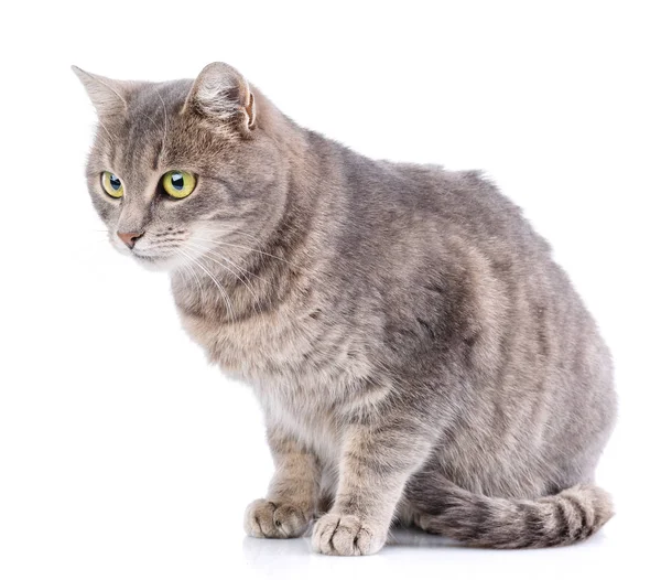 Kat zonder RAS. Een eenvoudige grijze kat — Stockfoto