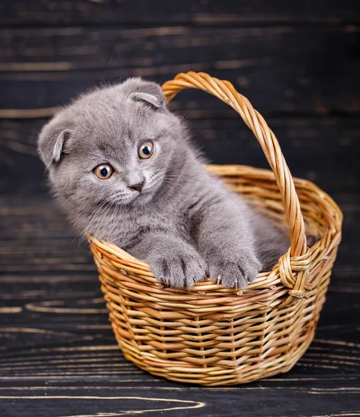 Un gatito puso unas patas en el borde de la cesta — Foto de Stock