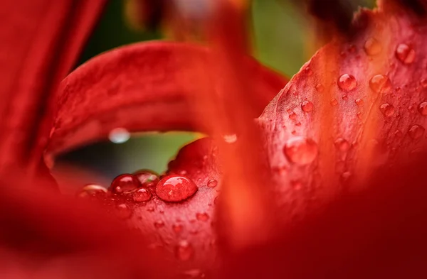 Vermelho bela rosa macro com gotas de água — Fotografia de Stock