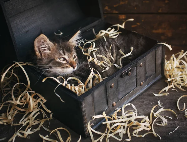 Striped cat in a wooden chest. . Gray kitty — Stock Photo, Image