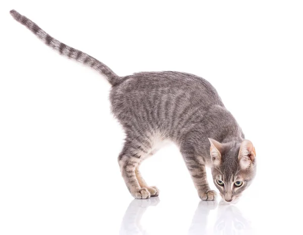 Serengeti thoroughbred cat on a white background. — Stock Photo, Image