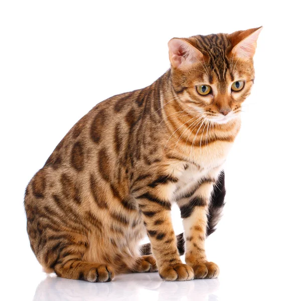 Huisdieren, dieren en katten concept - Bengaalse kat — Stockfoto