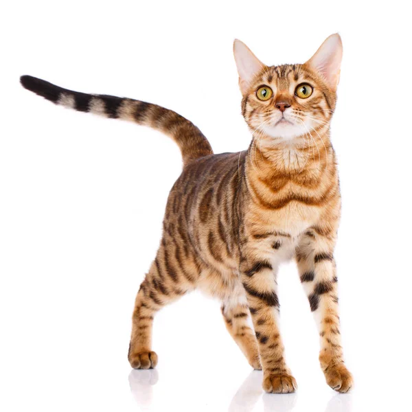 Huisdieren, dieren en katten concept - Bengaalse kat — Stockfoto