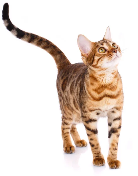 Κοιτώντας ψηλά παιχνιδιάρης γάτα της Βεγγάλης. Κατοικίδια, ζώα και γάτες έννοια — Φωτογραφία Αρχείου
