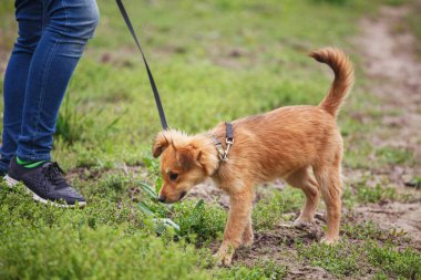 Sabah yürüyüş. Bir köpek parkı ile çalışan