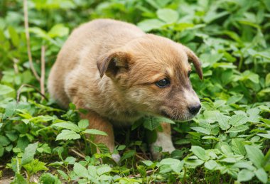 Sokakta korkmuş a anavatan köpek.