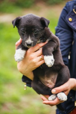 Siyah ve beyaz köpek çimenlerde oturur. Evsiz köpek bir ev arıyor.