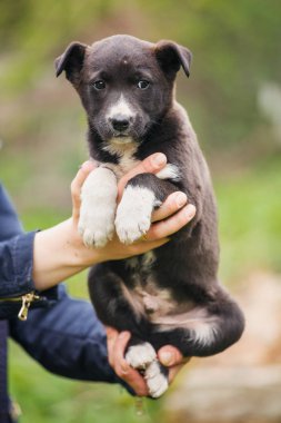 Kadın bir veteriner sokak köpeği yardımcı olur. Evsiz hayvanlar için yardım.