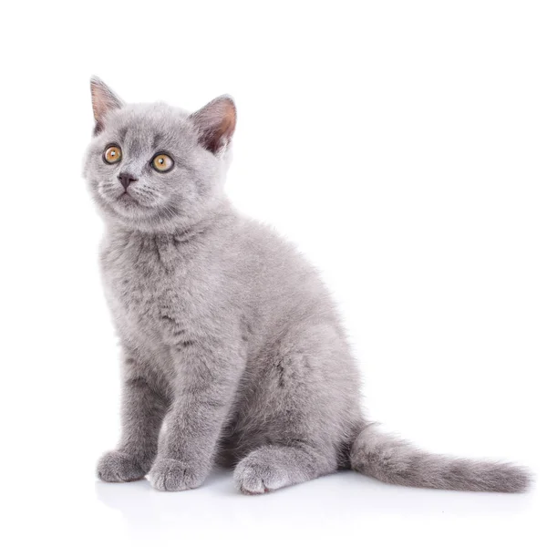 Gatinho escocês. Isolado sobre um fundo branco. Um gato com bigode peludo — Fotografia de Stock