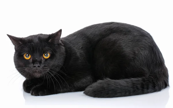 Escocês Gatinho preto em linha reta sobre um fundo branco — Fotografia de Stock