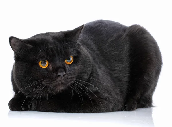 Animal, gato, conceito de animal de estimação - Gato britânico preto — Fotografia de Stock