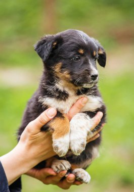 siyah ve beyaz köpek veteriner ellerinde.
