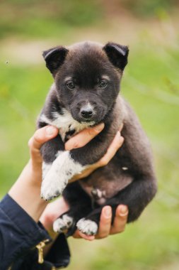 Kadın bir veteriner sokak köpeği yardımcı olur. Evsiz hayvanlar için yardım.