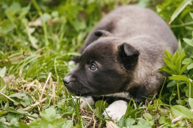 Yeraltında yaşayan mutsuz evsiz köpek. Bahçede köpek