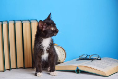 Masadaki siyah beyaz kedi yavrusu