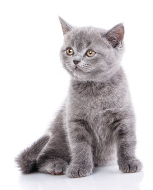 İskoç düz yavru kedi. Beyaz bir arka plan üzerinde izole. Komik gri kedicik