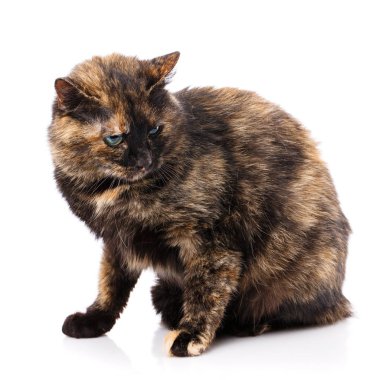 Beyaz bir arka plan üzerinde koyu kedi. Yeşil gözlü kedi.