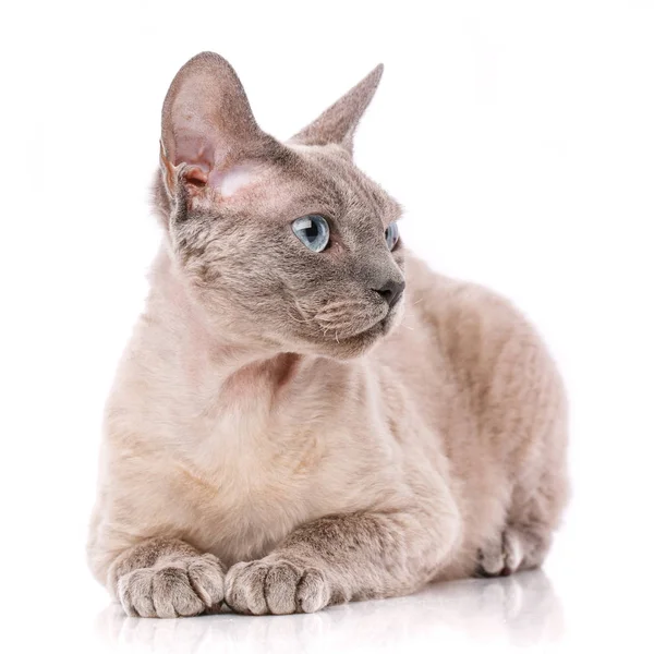 Брехня дивон Рекс кіт — стокове фото