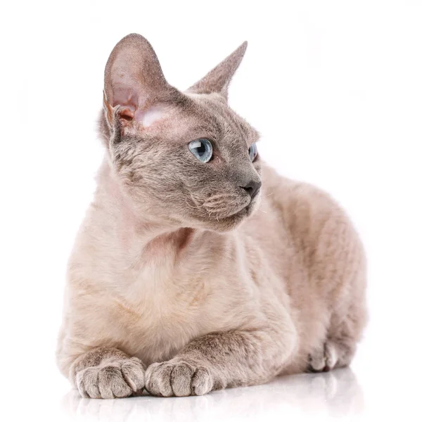 Sdraiato devon rex gatto — Foto Stock