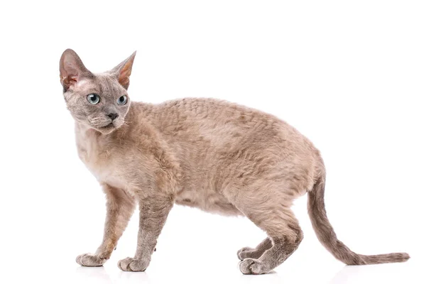 Portrait gray devon rex cat — Stock Photo, Image