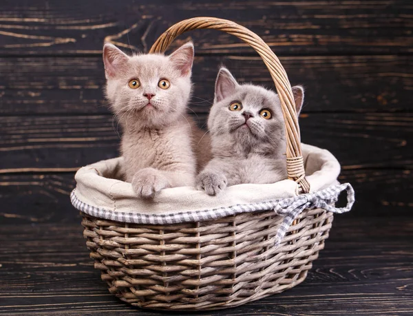 Gatitos heterosexuales escoceses. Gatos con decoraciones. Las millas son gatitos esponjosos — Foto de Stock