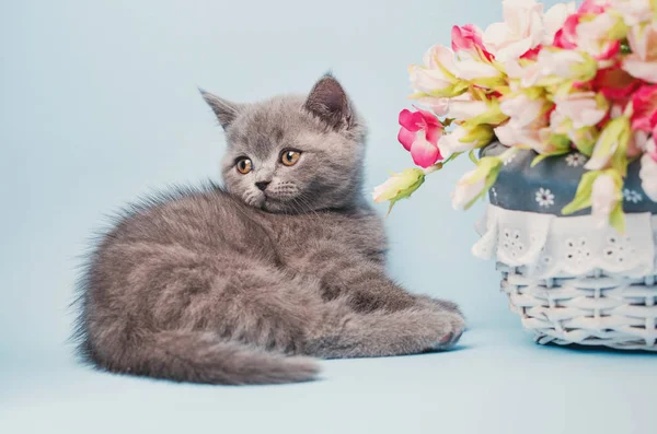 A kitten is next to pink flowers