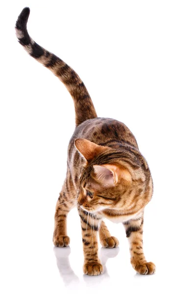 Raça de gato Bengala . — Fotografia de Stock