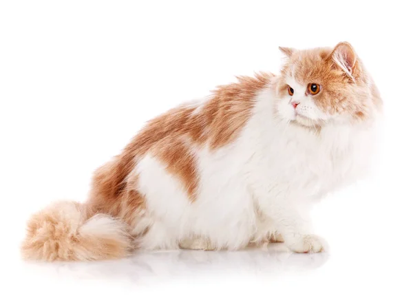 Söt redhair Scottish Fold katt liggande på vit bakgrund — Stockfoto