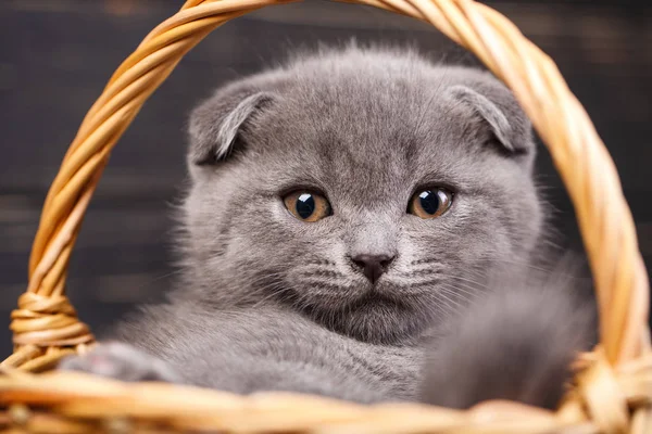 Schotse vouwen kittens. Grappige grijze kat in de mand — Stockfoto