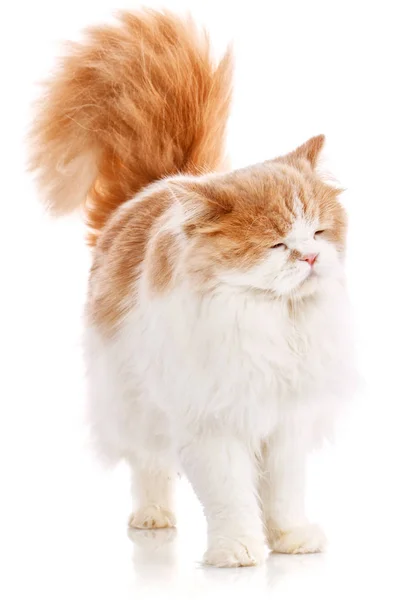 Kedvtelésből tartott állatok, az állatok és a macskák koncepció - fajtiszta skót macska fehér alapon — Stock Fotó