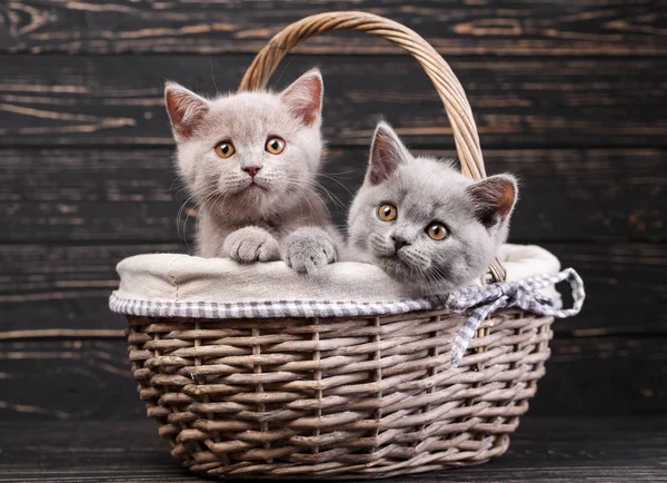 Gatitos heterosexuales escoceses. Gatitos de pura raza en el estudio de fotografía — Foto de Stock