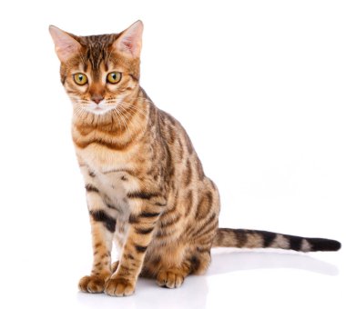 Bengal safkan kedi beyaz zemin üzerinde. Purebred kedi.