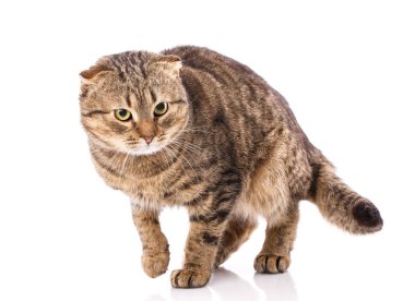 Kedi doğurmak olmadan. Basit bir gri kedi