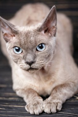 Saf kanlanmış devon rex kedi portresi