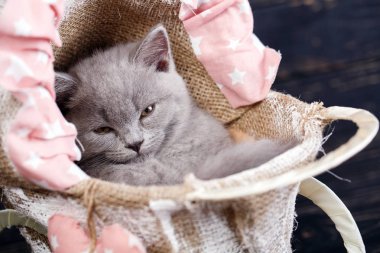 Fotoğraf stüdyosunda kedi yavrusu fotoğrafı çekmek