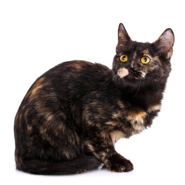 Neşeli, kabarık bir kedi yavrusu arıyor. Sevgililer Günü