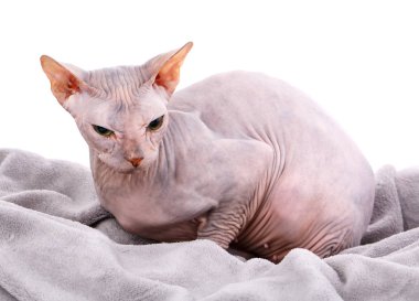 Sphynx tüysüz kedi Studio poz