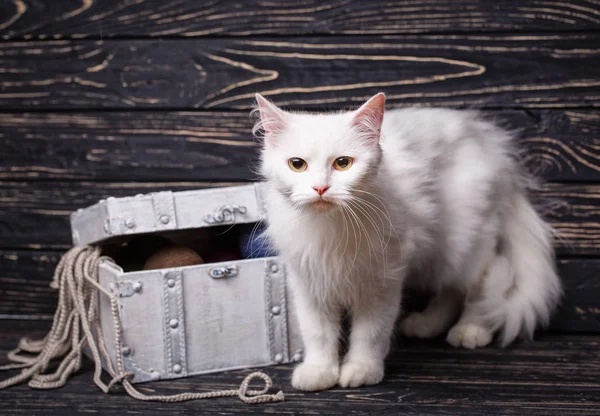 A white fluffy pussy stands next to the box with threads — Stock Photo, Image