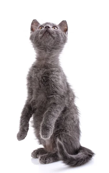 El gato está en las patas traseras mirando hacia arriba. Aislado sobre una espalda blanca — Foto de Stock
