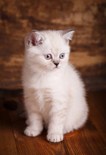 Scottish straight cat cream color. Scottish purebred kitten — Stock Photo, Image
