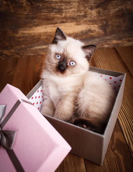 Szkocki prosty kot krem kolor. Kot patrzeć na kamerę — Zdjęcie stockowe